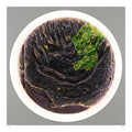 Silent Growth Fine Art Edition frontal – verbrannte Oberfläche mit leuchtenden grünen Strukturen