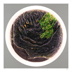Silent Growth Fine Art Edition frontal – verbrannte Oberfläche mit leuchtenden grünen Strukturen
